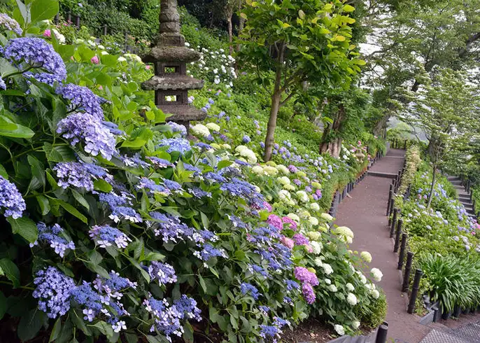 Hydrangea flowers